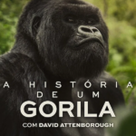 A História de Um Gorila com David Attenborough