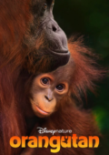 Orangutan