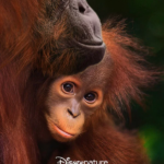 Orangutan